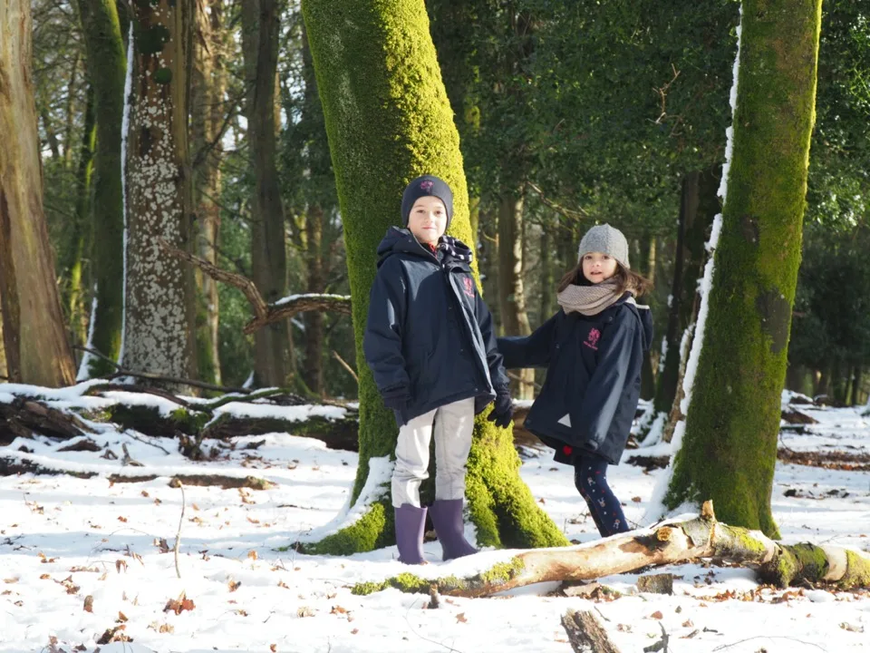 New Forest in winter