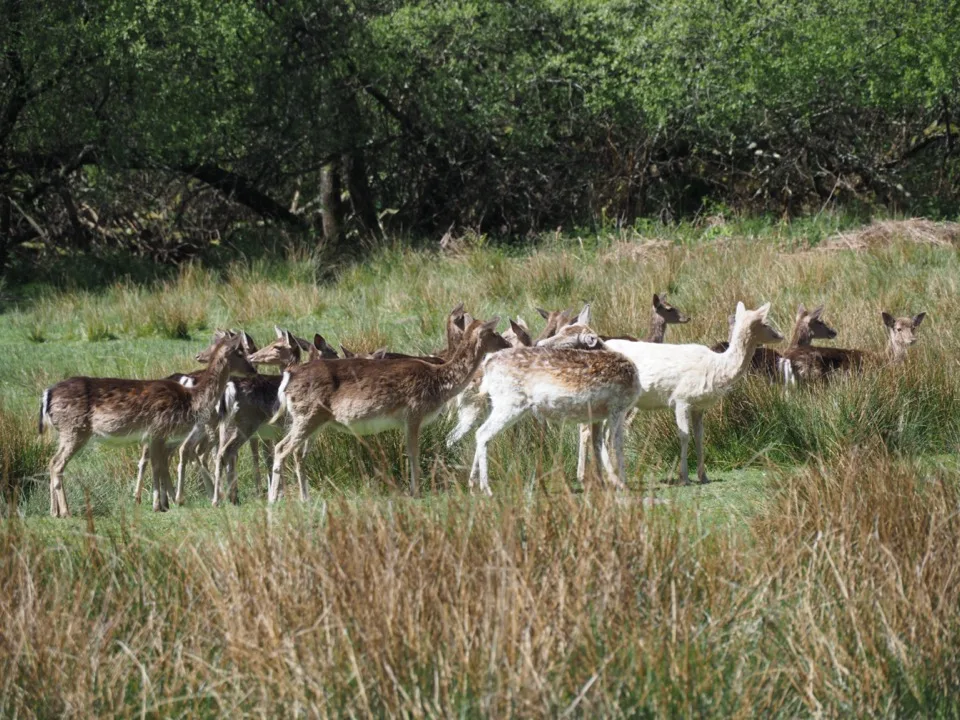 deer sanctuary new forest