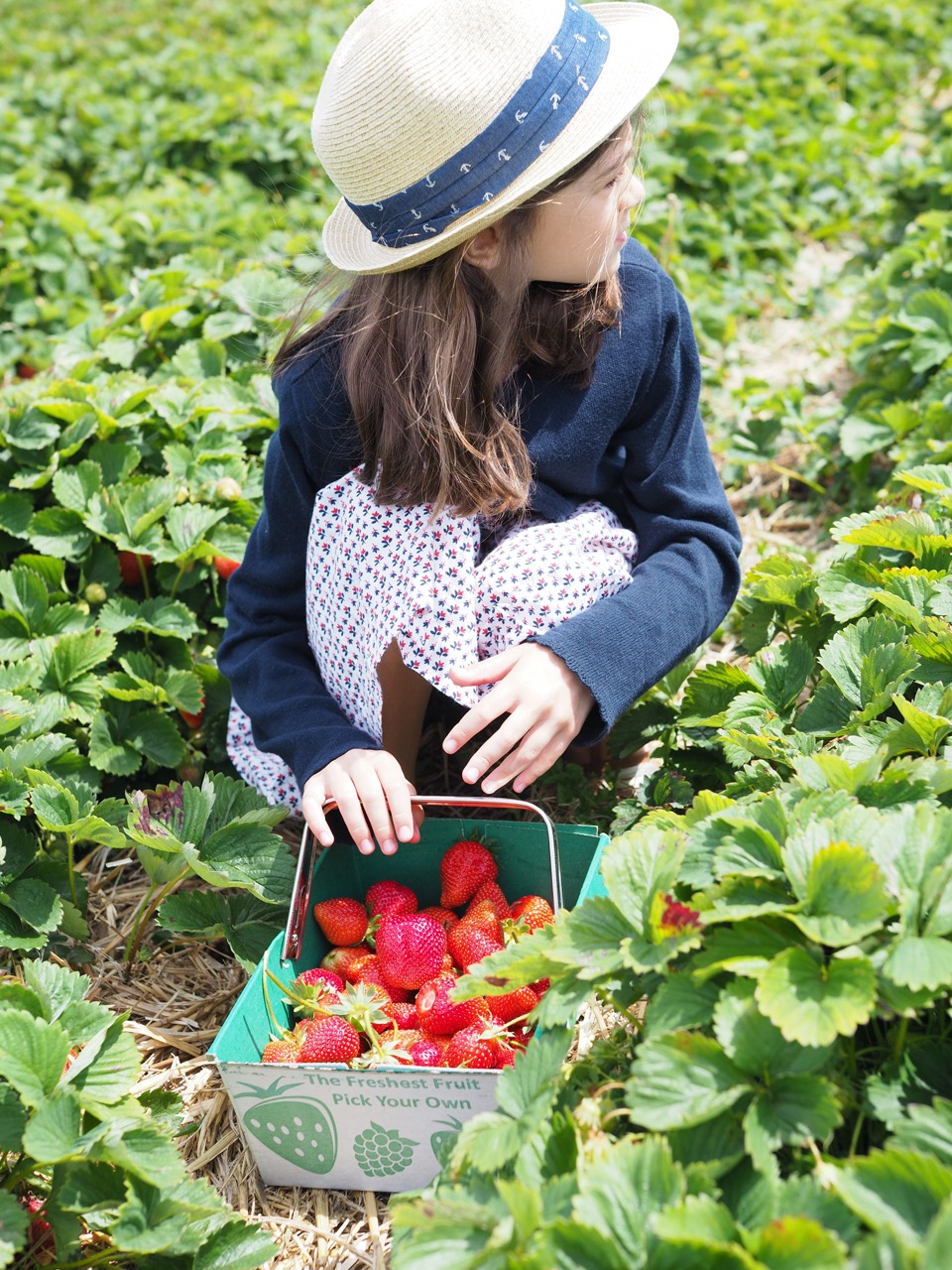 cueillette de fraises