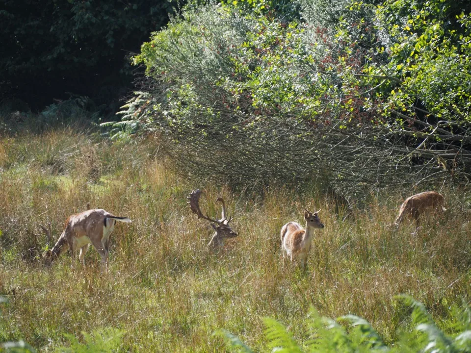 best spots in the new forest