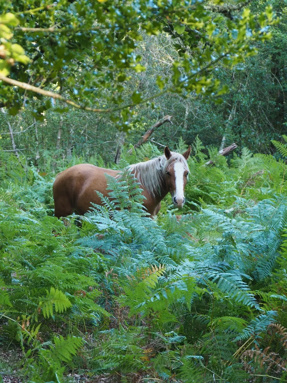 ponies of the new forest