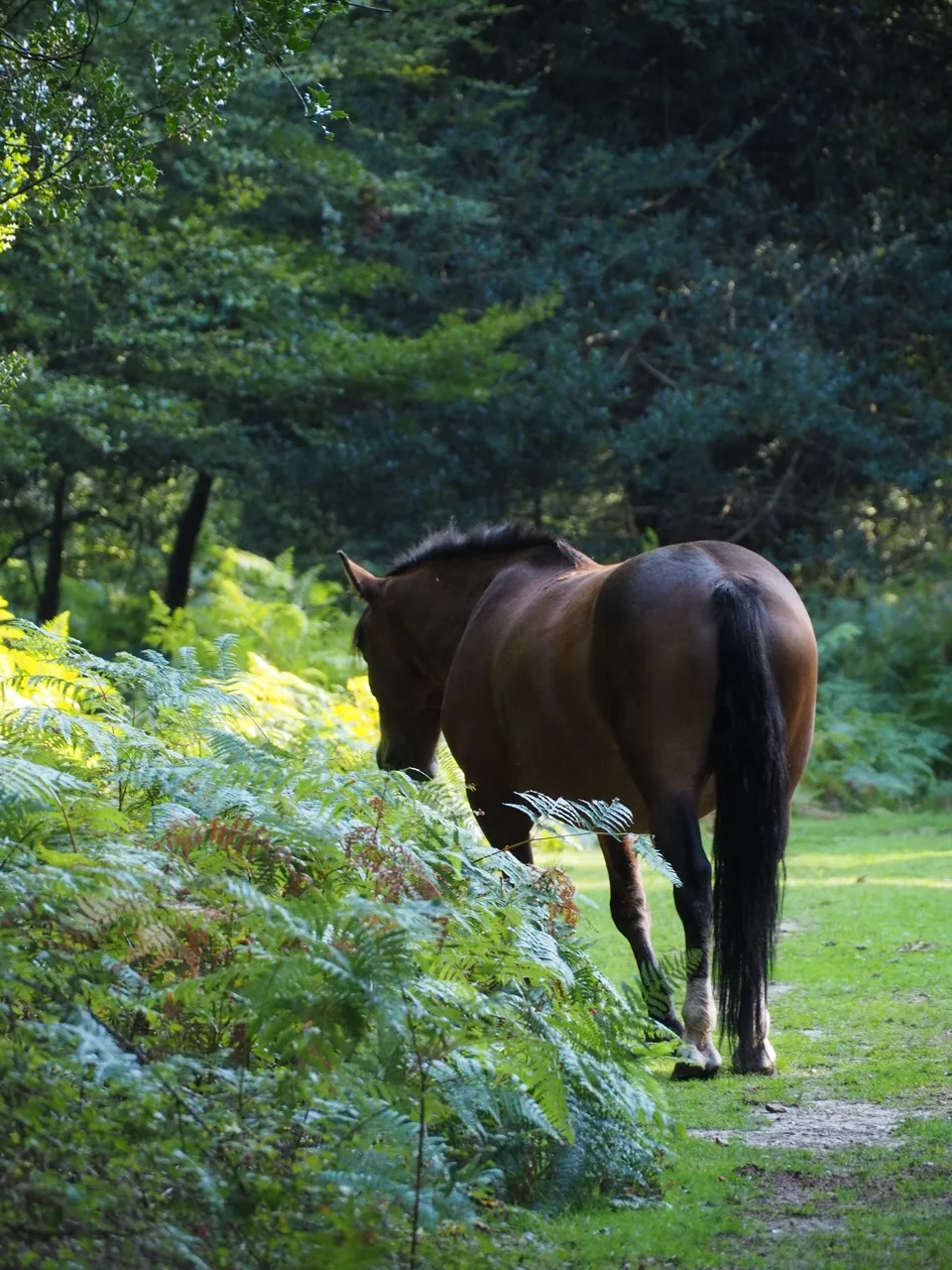 visit the new forest