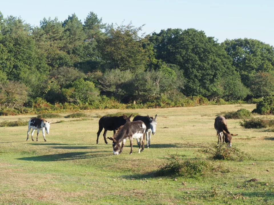 visiter la New Forest