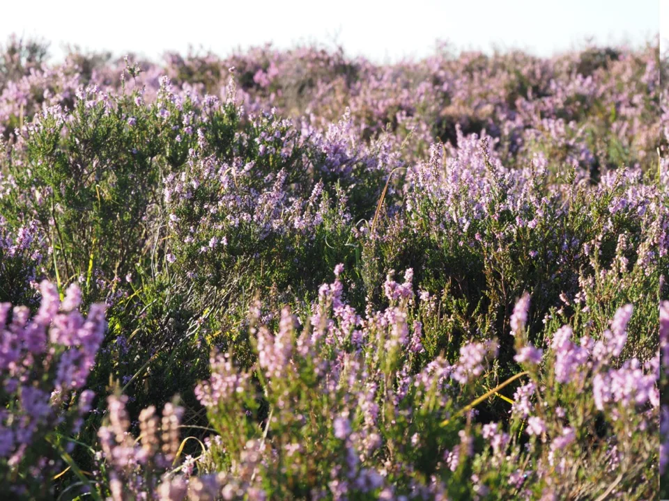 visiter la New Forest