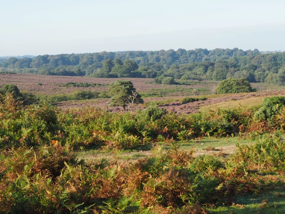 best spots in the new forest