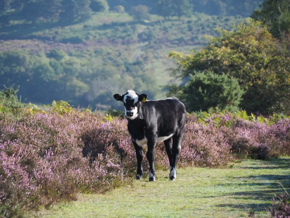 visiter la New Forest