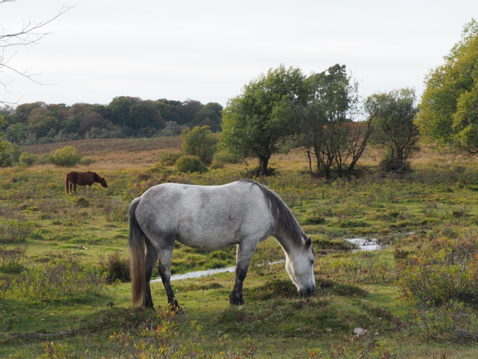 ponies of the new forest