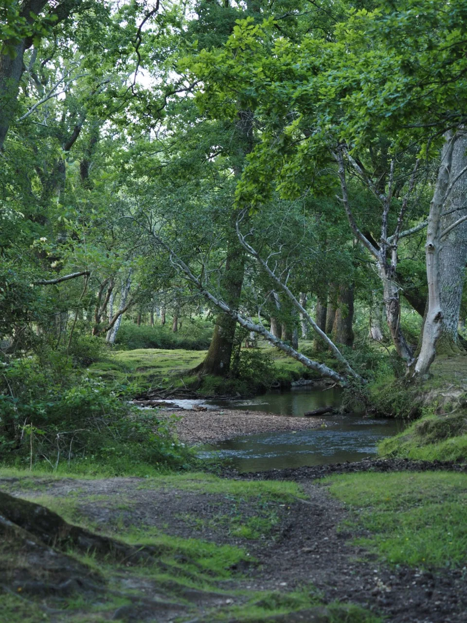 new forest