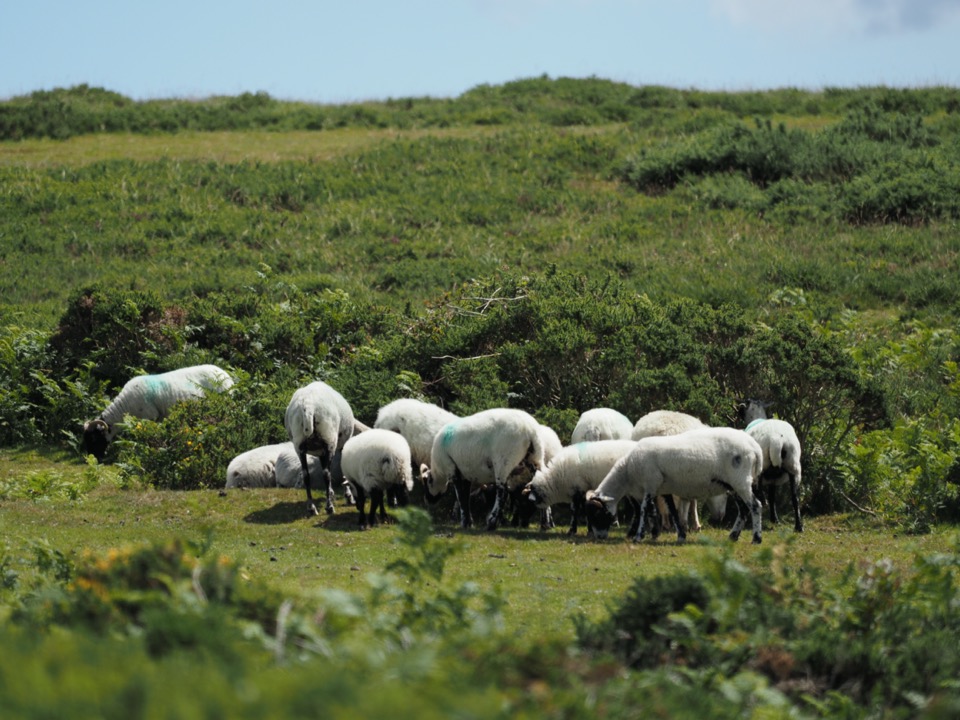 Dartmoor national park