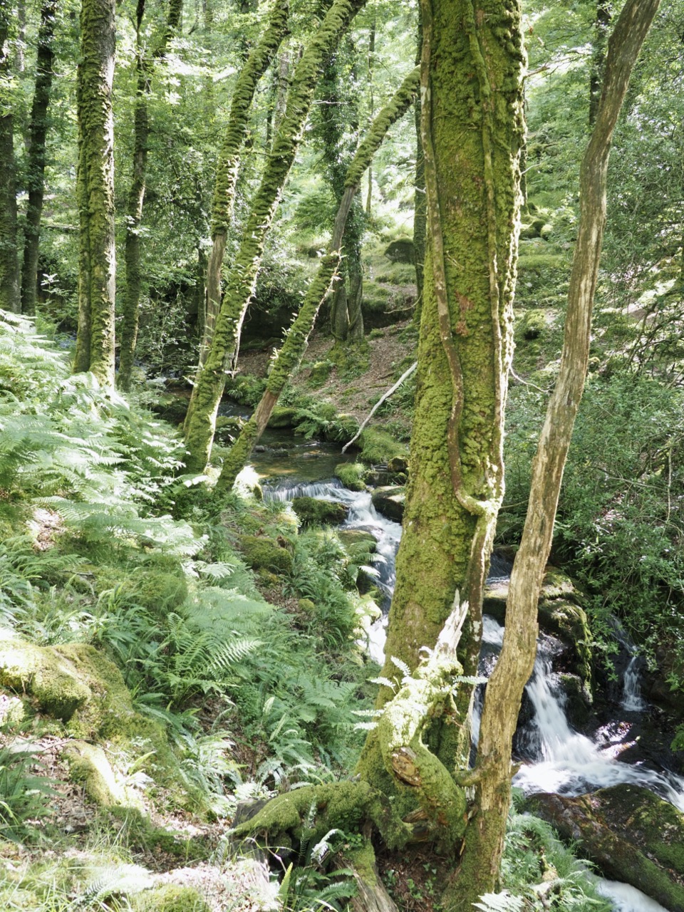 Dartmoor national park