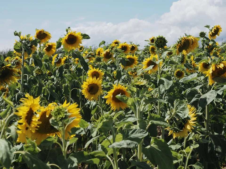 champ de tournesols