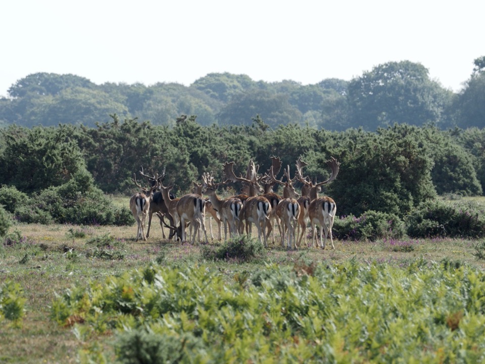 visiter la new forest