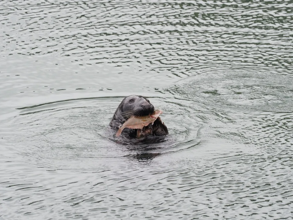 une semaine en Cornouailles