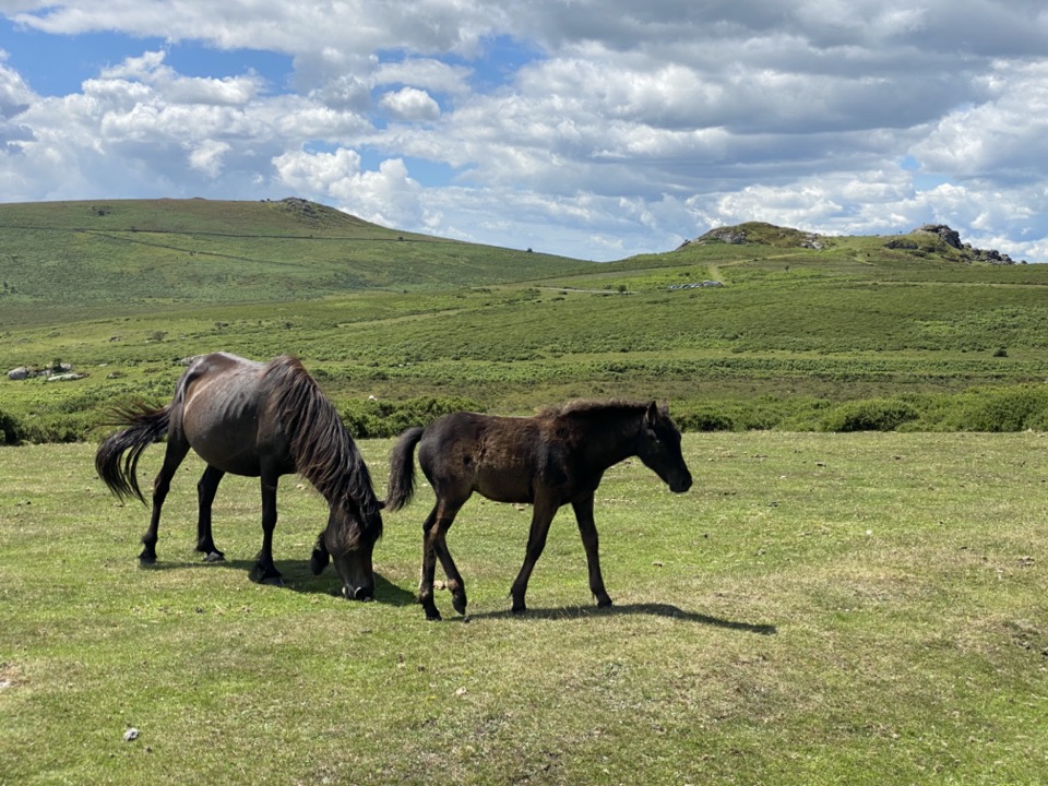 poney dartmoor