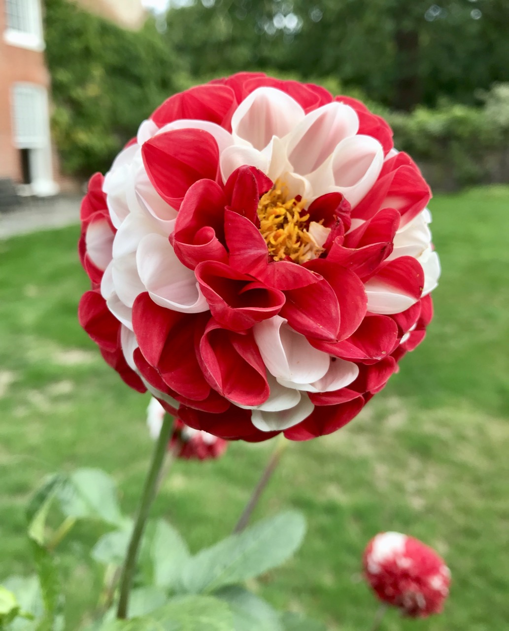 dahlia bicolore
