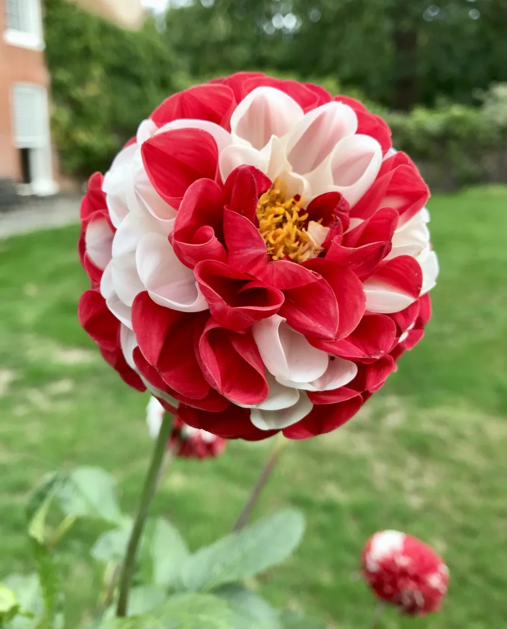 dahlia bicolore