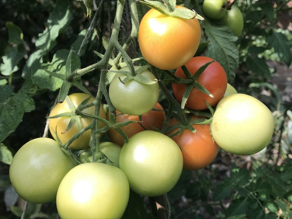 tomates
