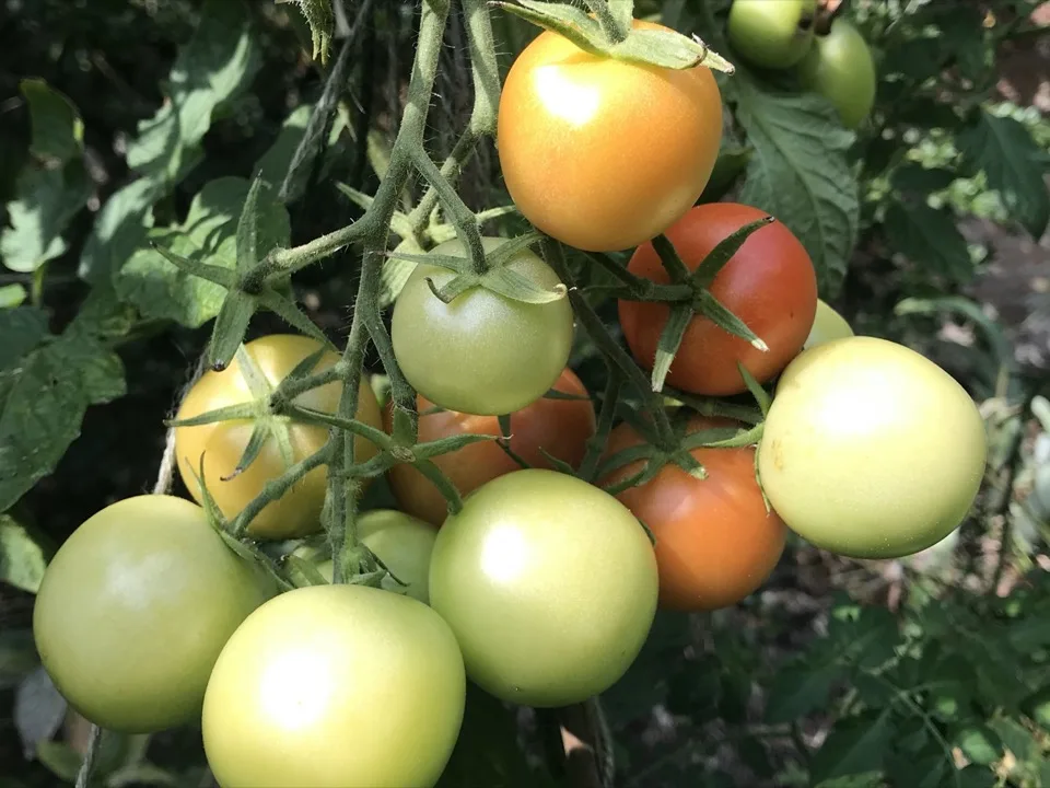 tomates