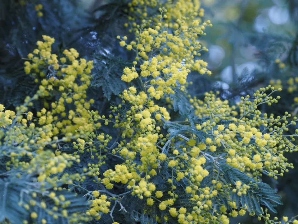 mimosa