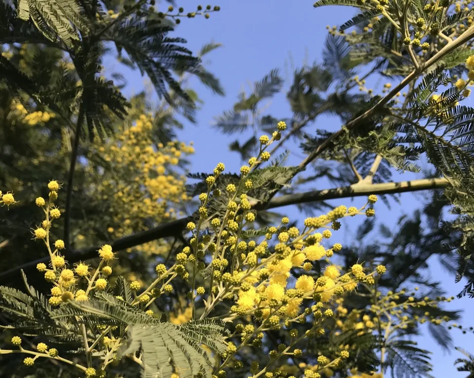 mimosa