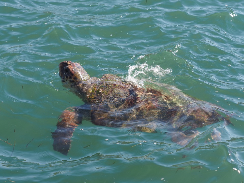 tortue céphalonie