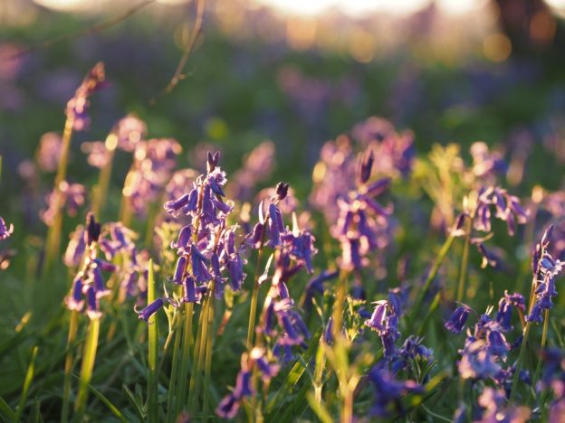 bluebells