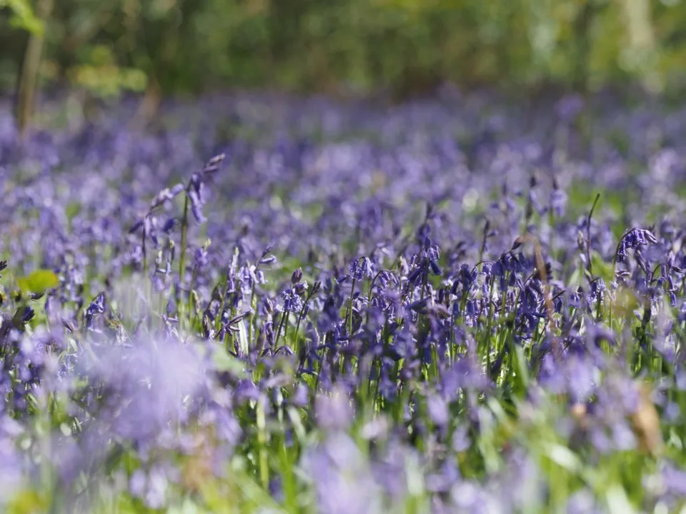 bluebells
