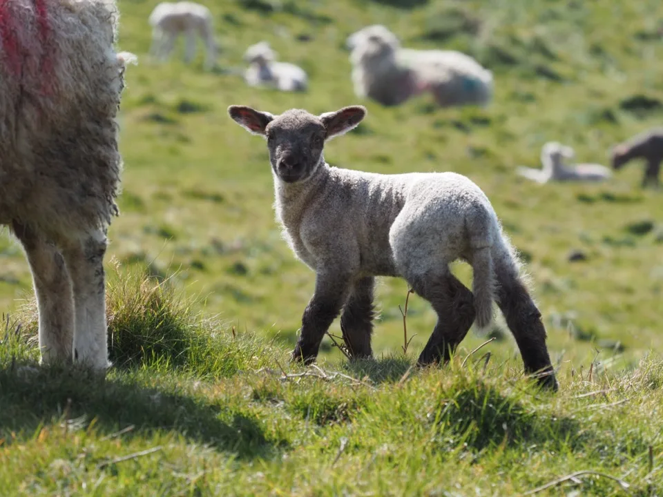 mouton anglais