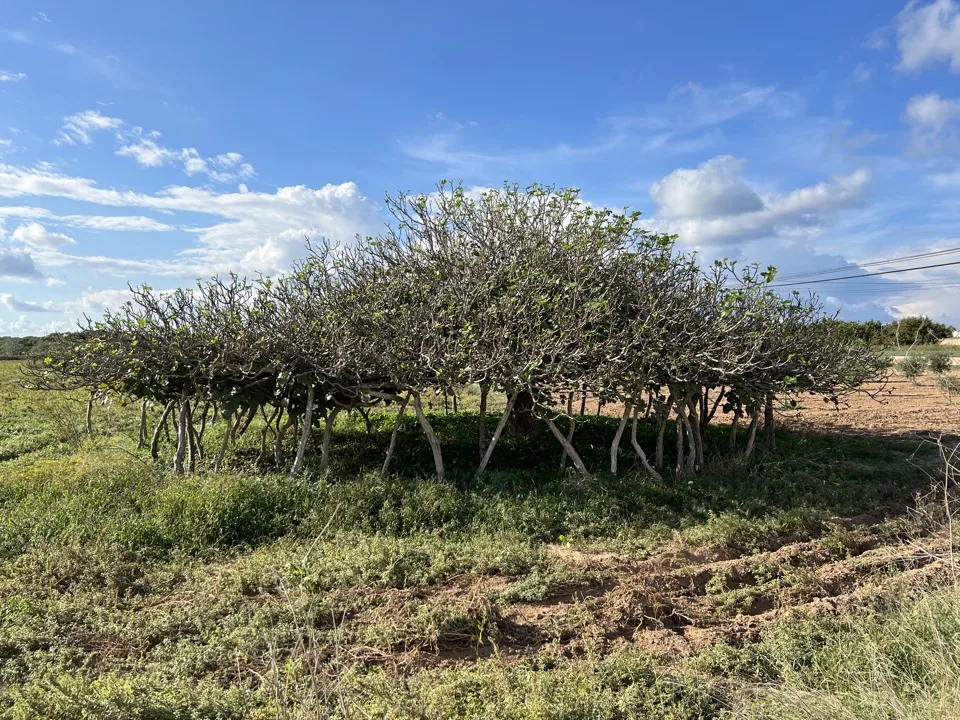 figuier géant formentera