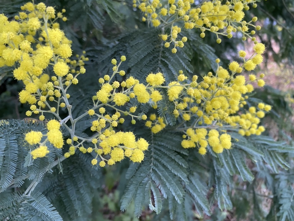 mimosas en fleurs