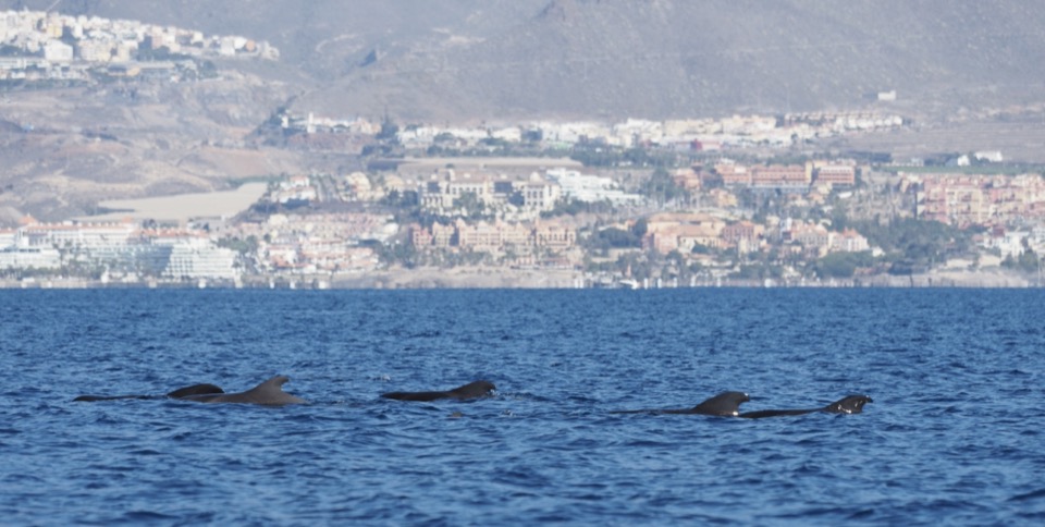 baleine tenerife