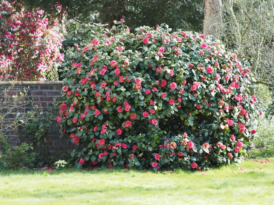 camelias