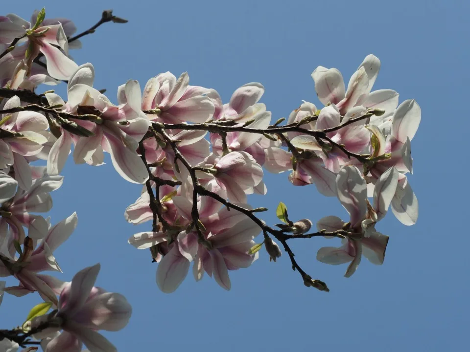 magnolias