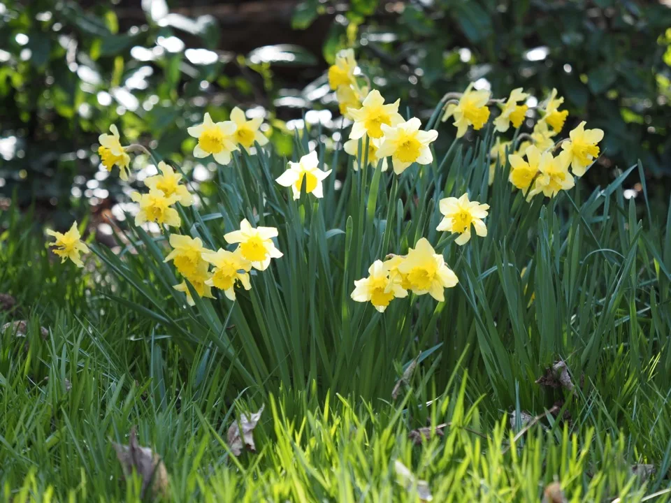 jonquilles