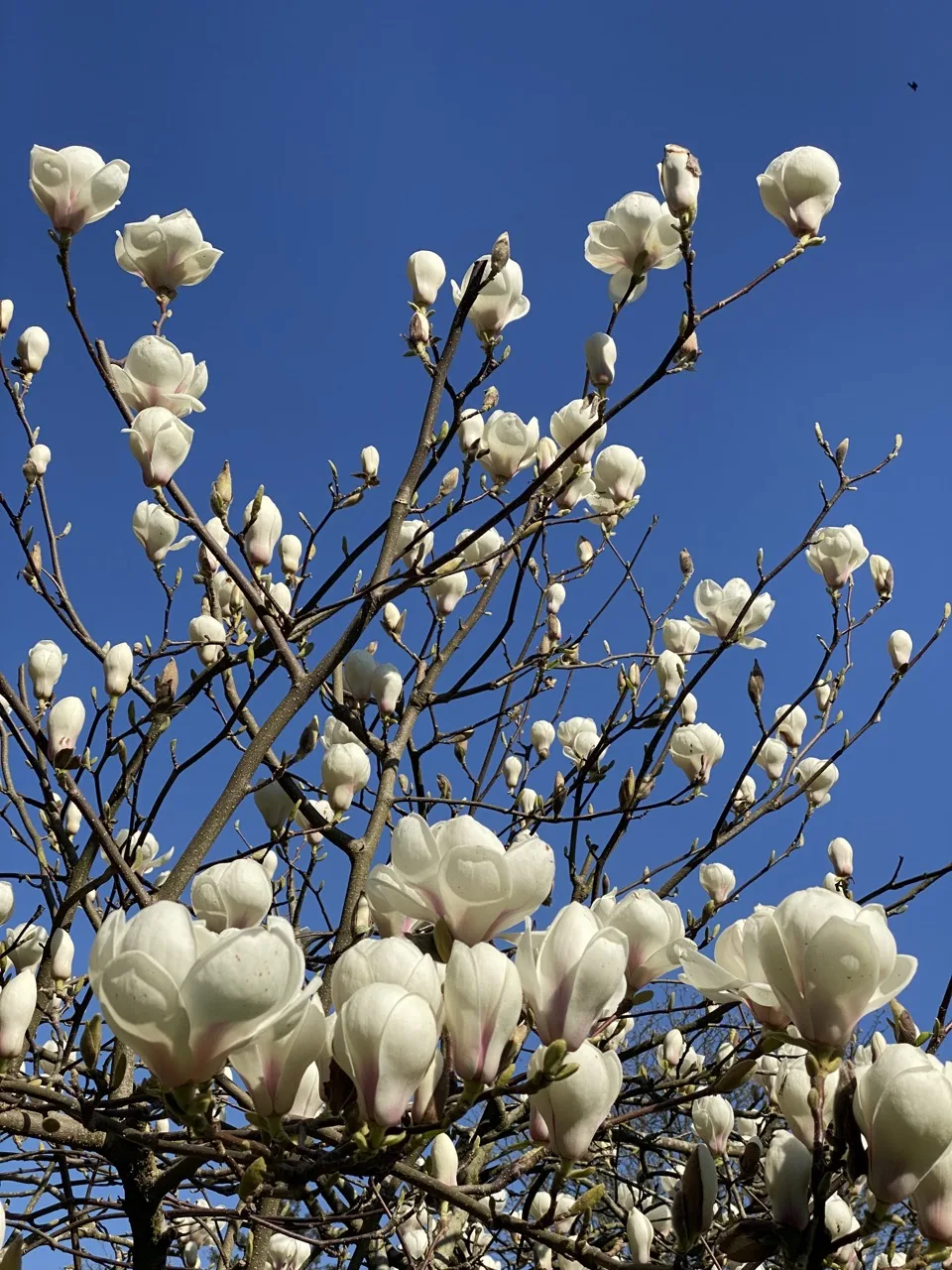 magnolias