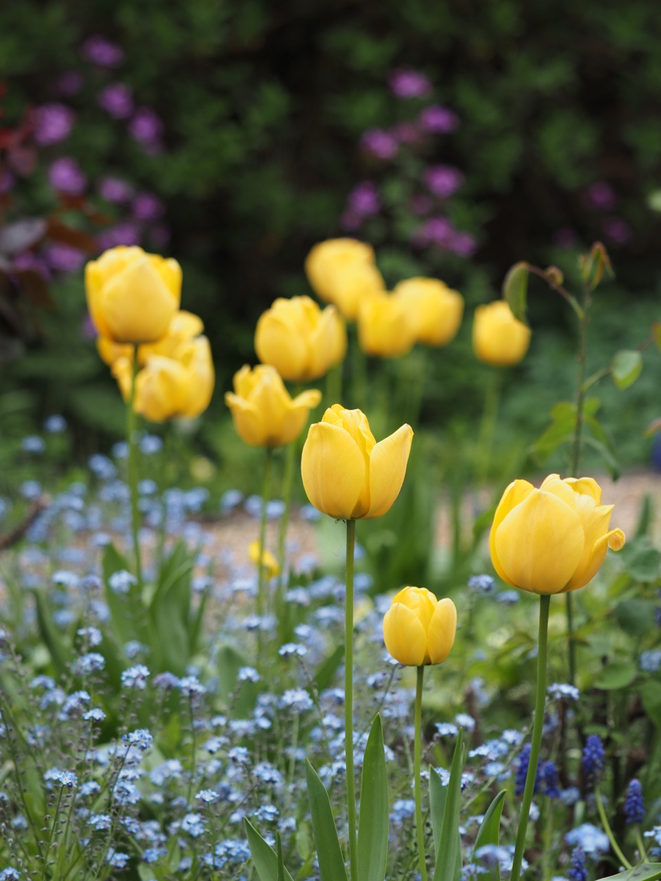 tulipes jaunes