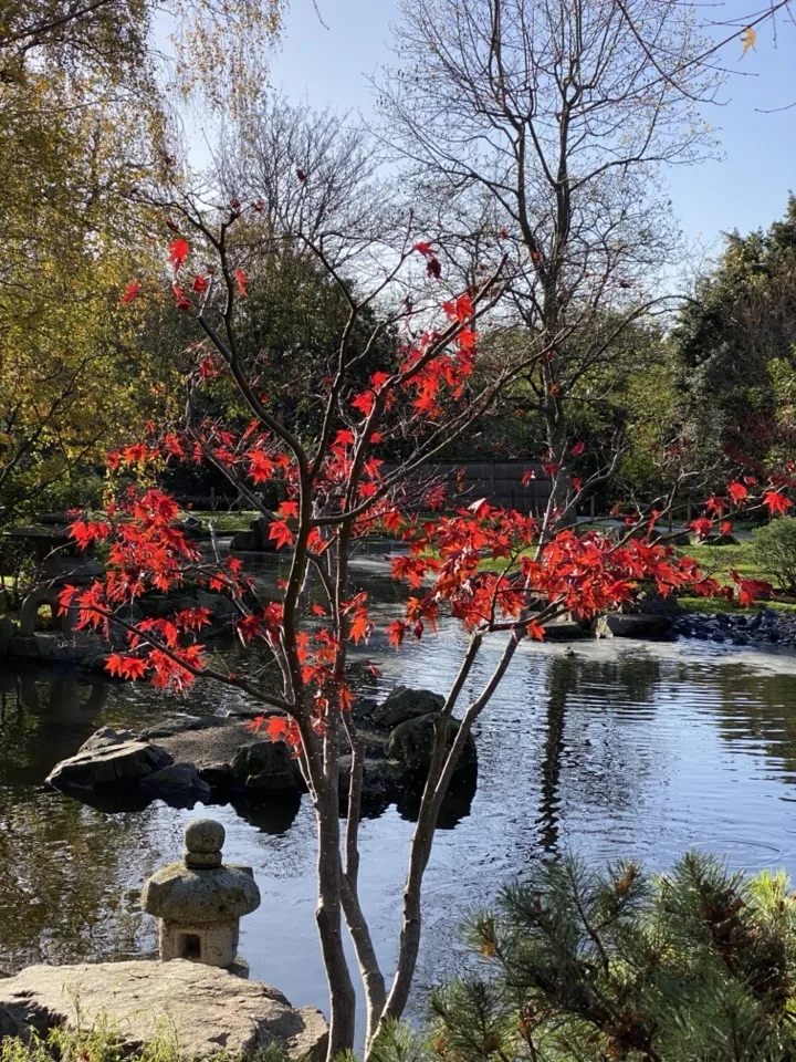 Érable rouge au bord d'un étang à Holland Park