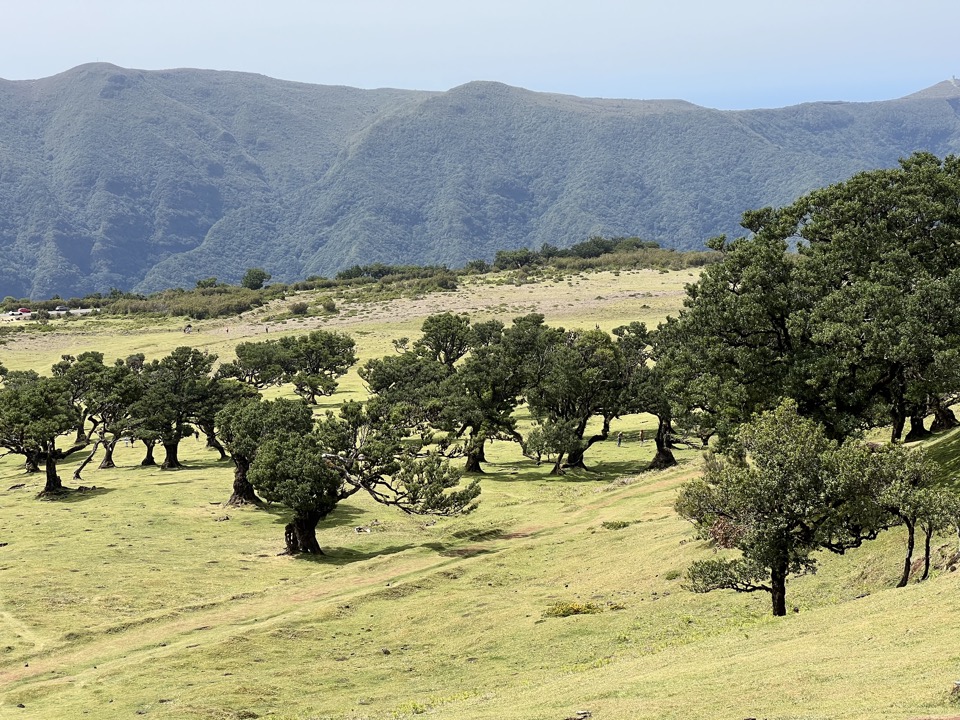 forêt fanal madere
