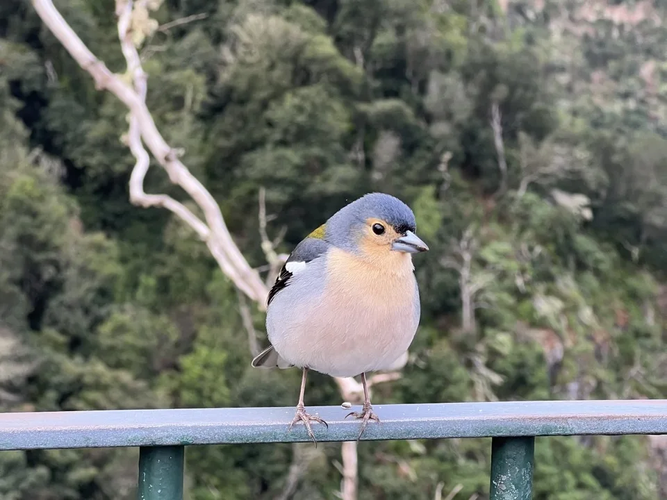 10 days in Madeira