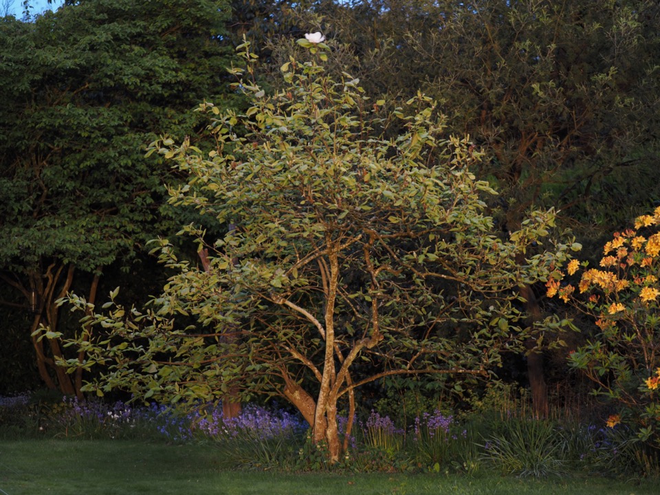 Magnolia solitaire