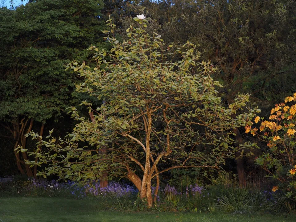 Magnolia solitaire