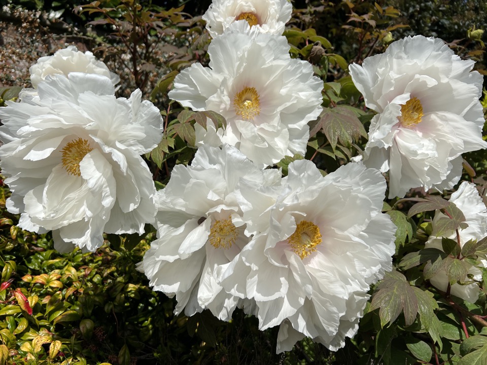 pivoine blanche