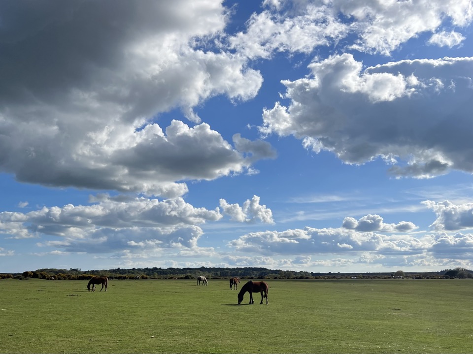 New Forest