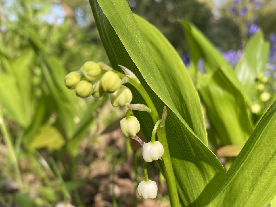 muguet