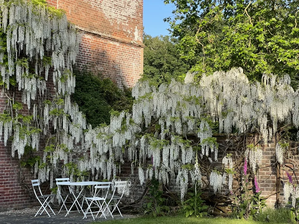 glycine blanche