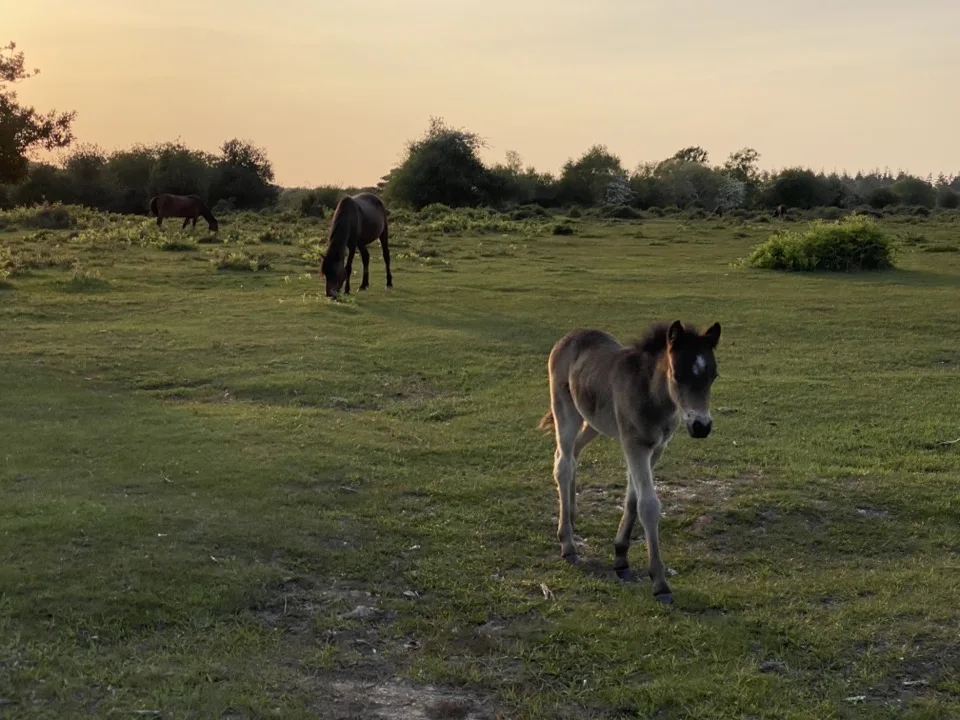 New Forest