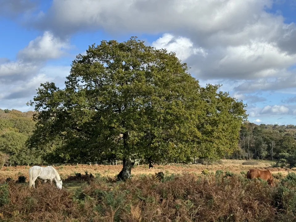 New forest