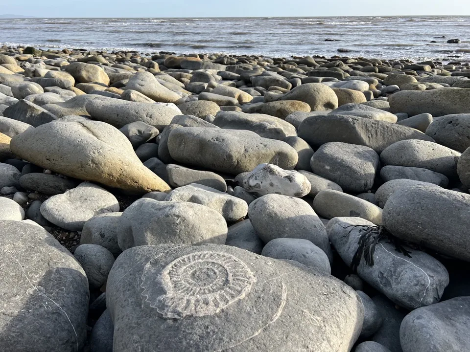 fossiles lyme regis