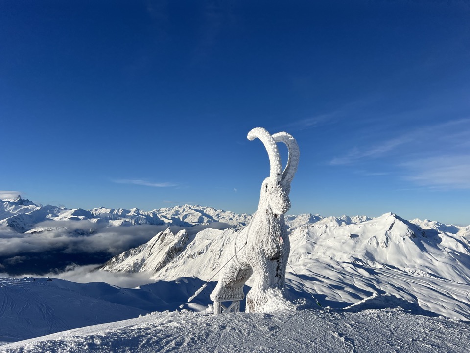 snow goat