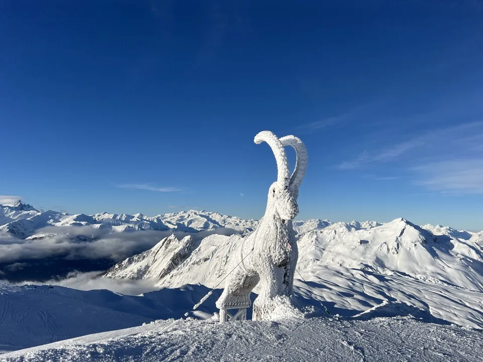 snow goat